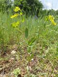 Hare's Ear